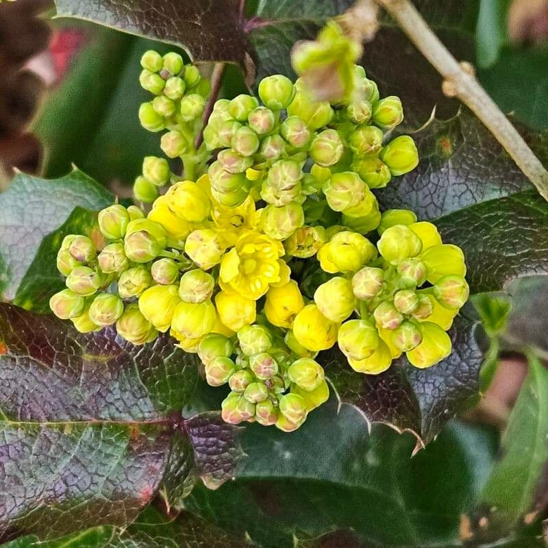 Berberis aquifolium