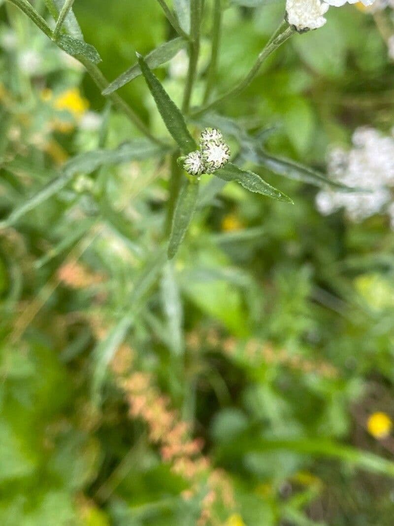 Achillea ptarmica