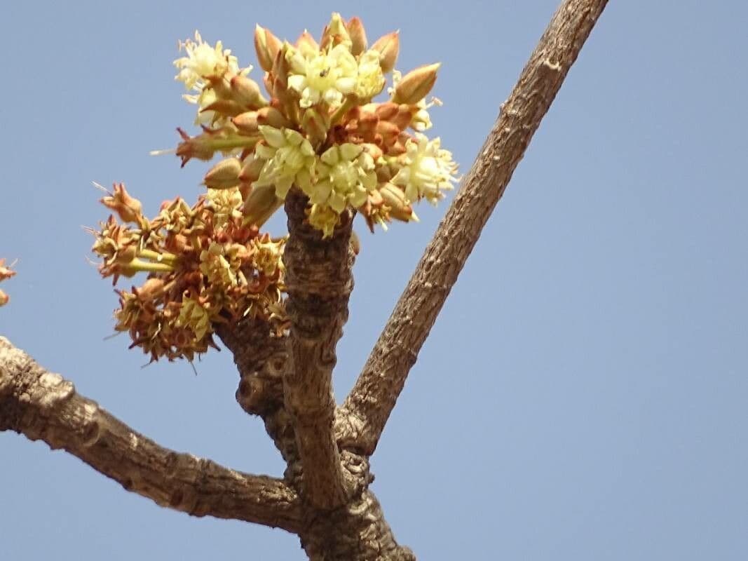 Vitellaria paradoxa subsp. nilotica
