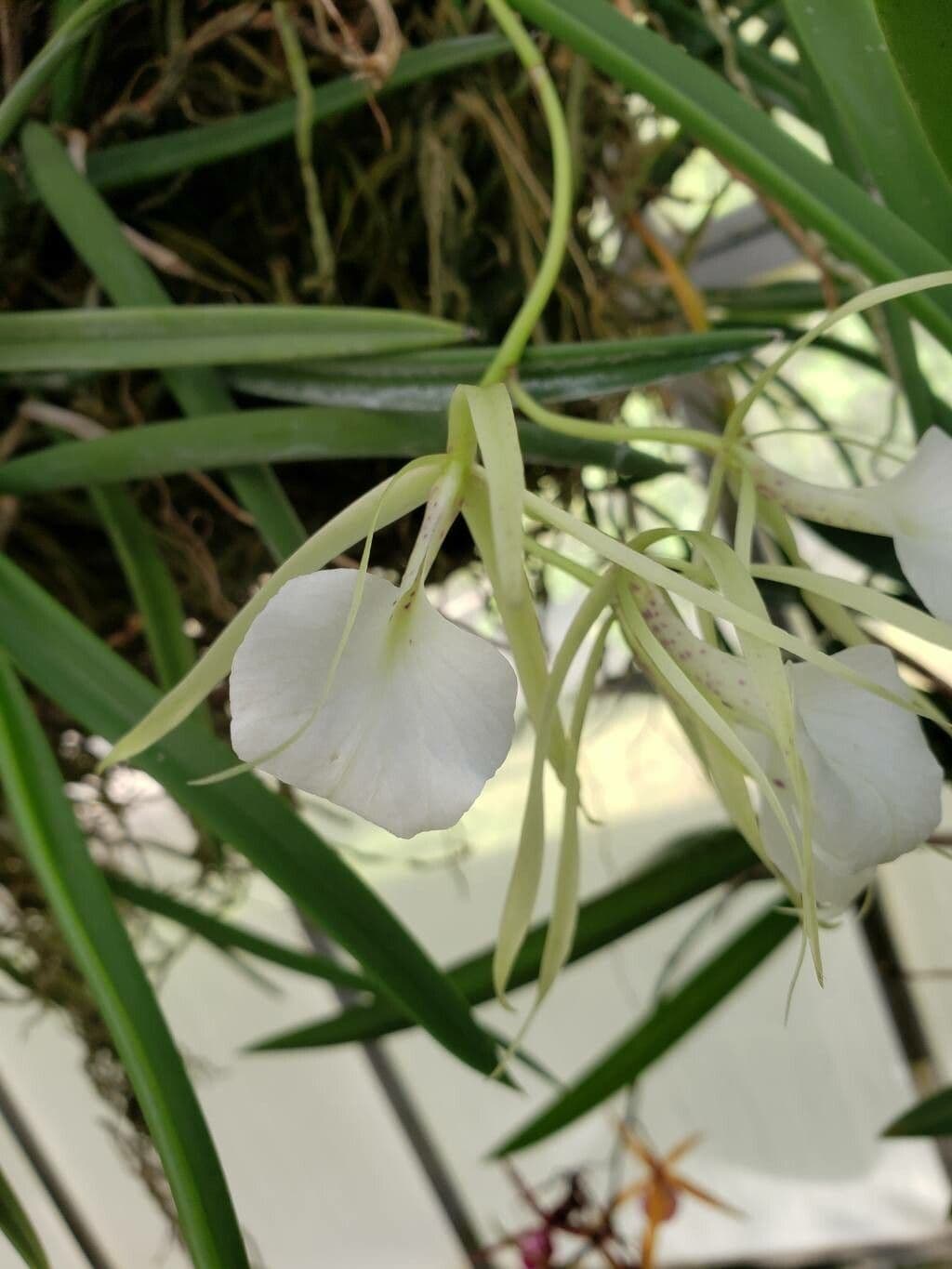 Brassavola nodosa