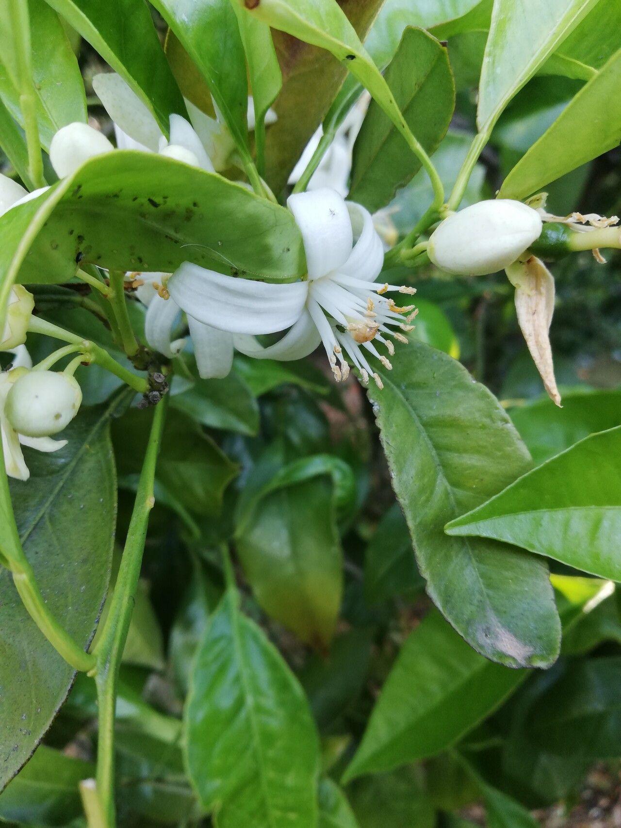 Citrus aurantium