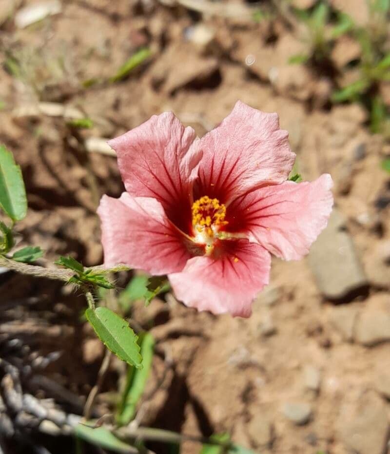 Sida ciliaris