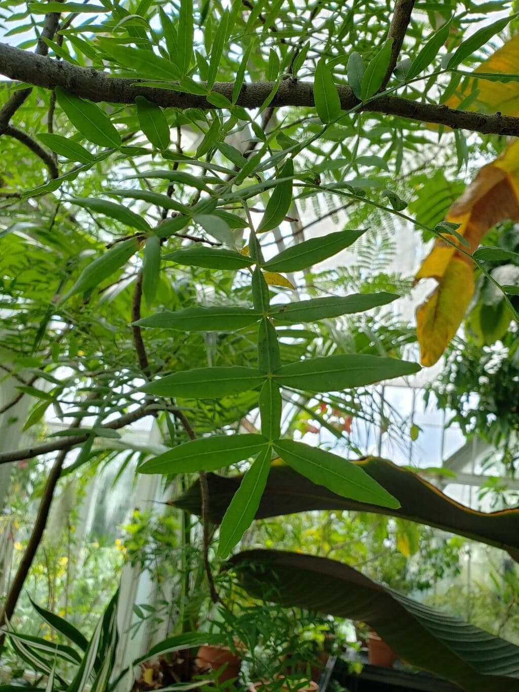 Loxostylis alata