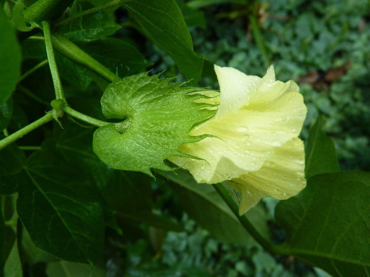 Gossypium arboreum