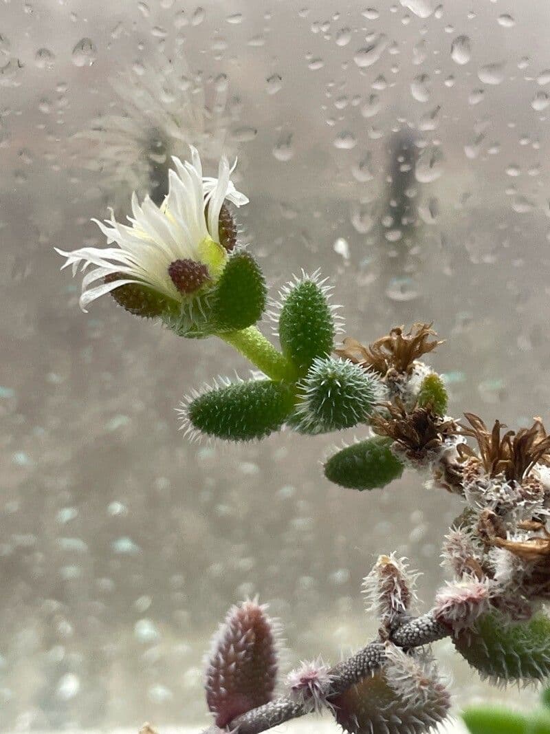 Delosperma echinatum