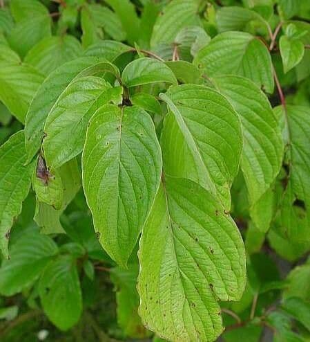 Cornus controversa