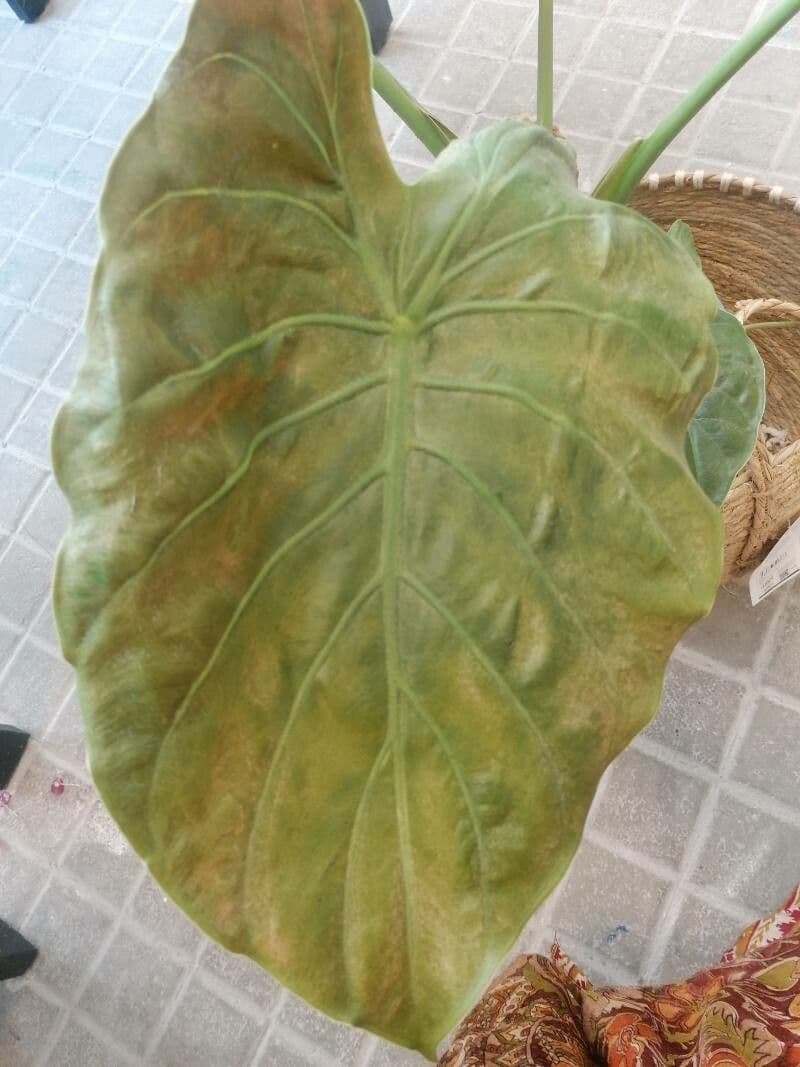 Alocasia wentii