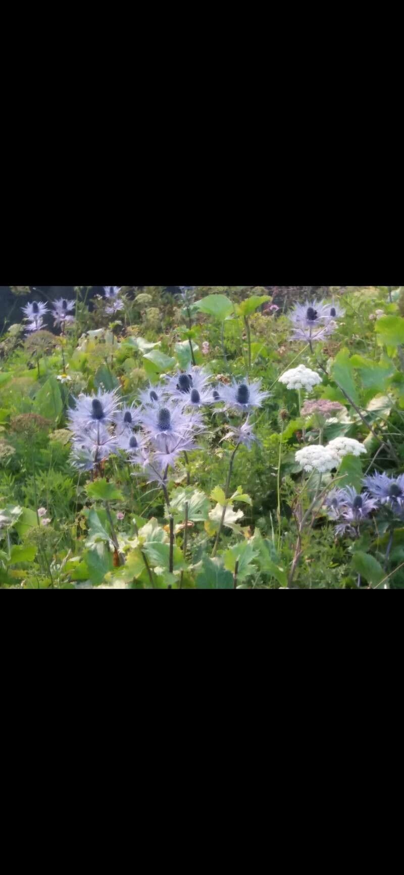 Eryngium alpinum