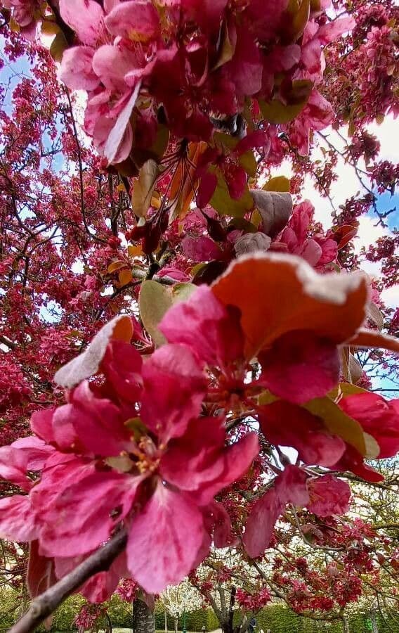 Malus floribunda