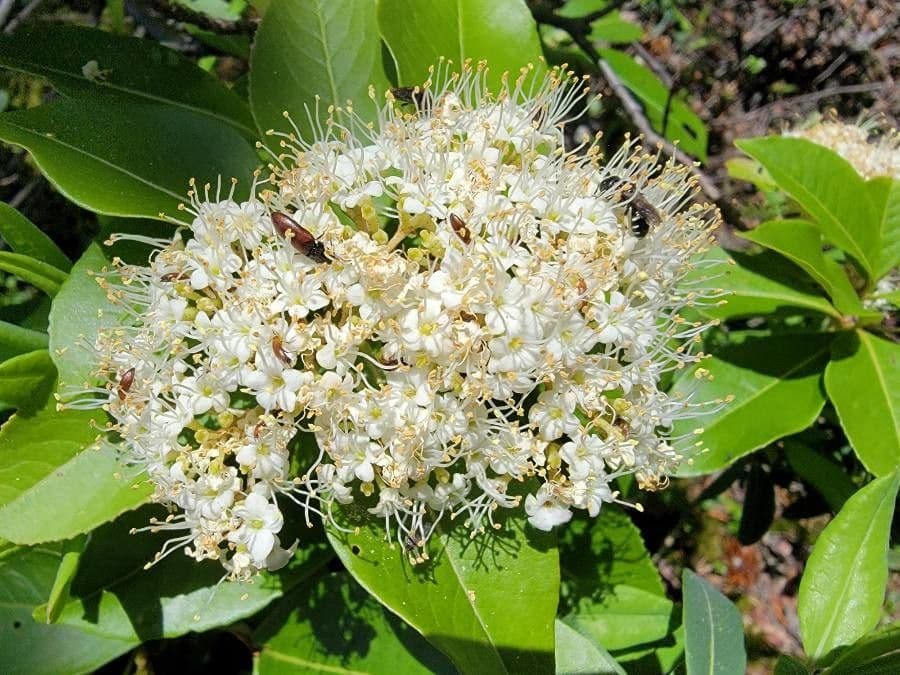 Viburnum nudum