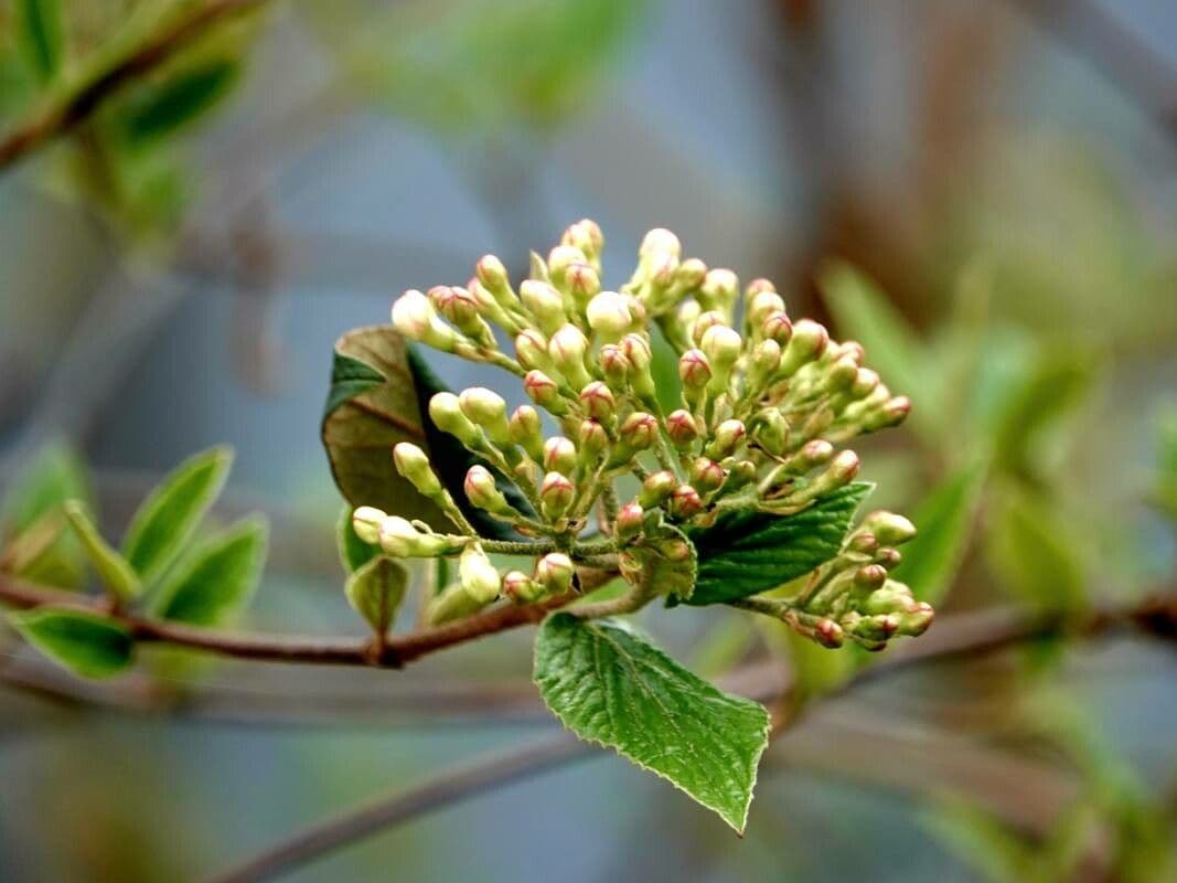 Viburnum carlesii