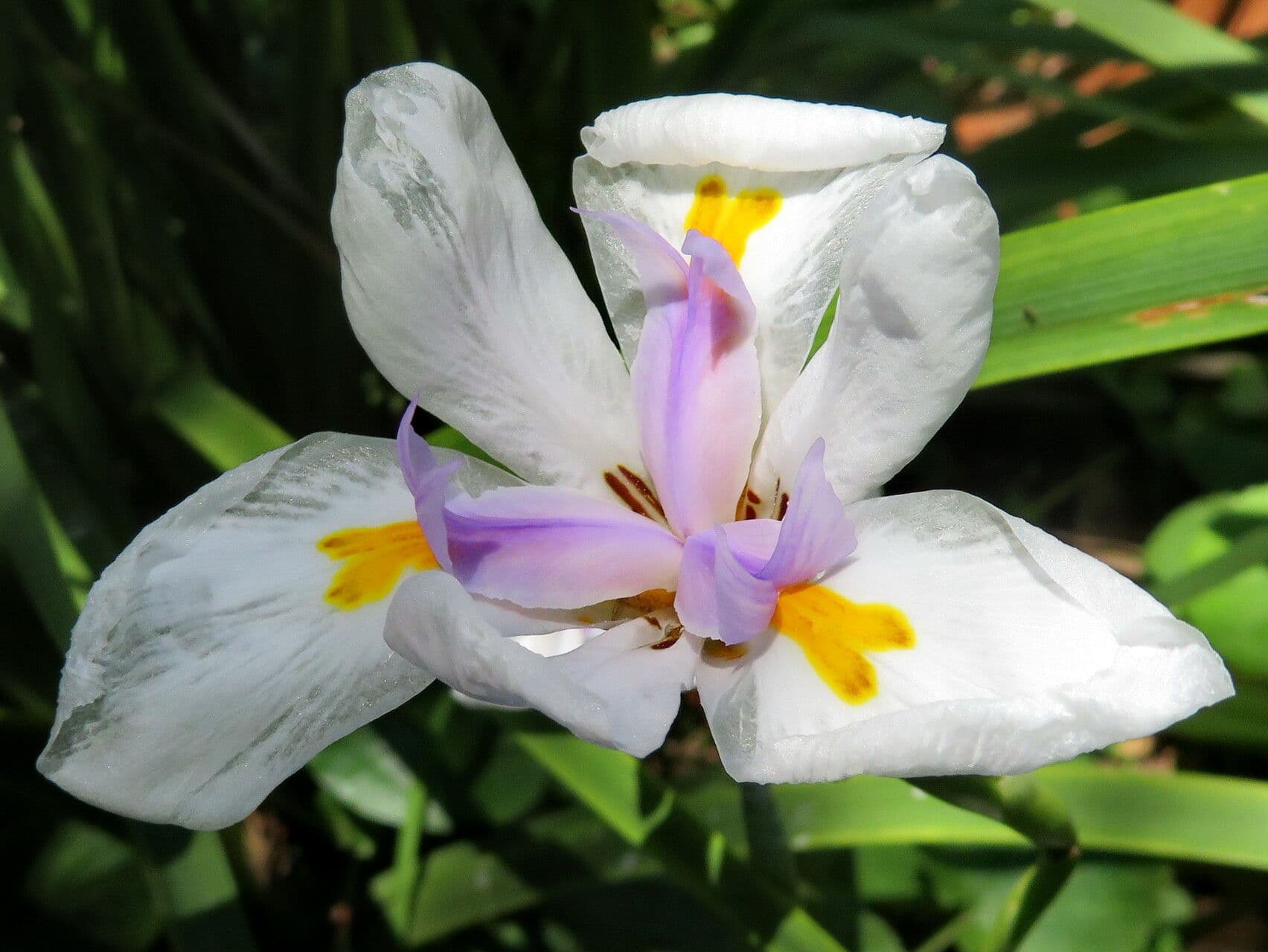 Dietes grandiflora