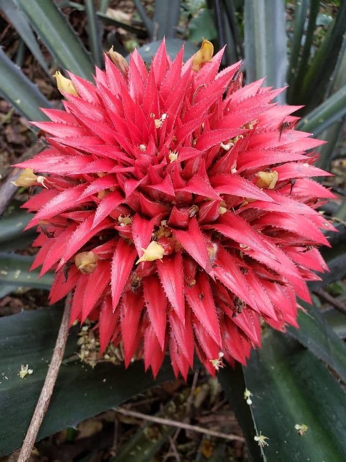 Aechmea magdalenae