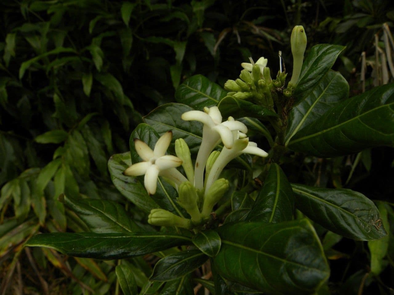 Chassalia gaertneroides