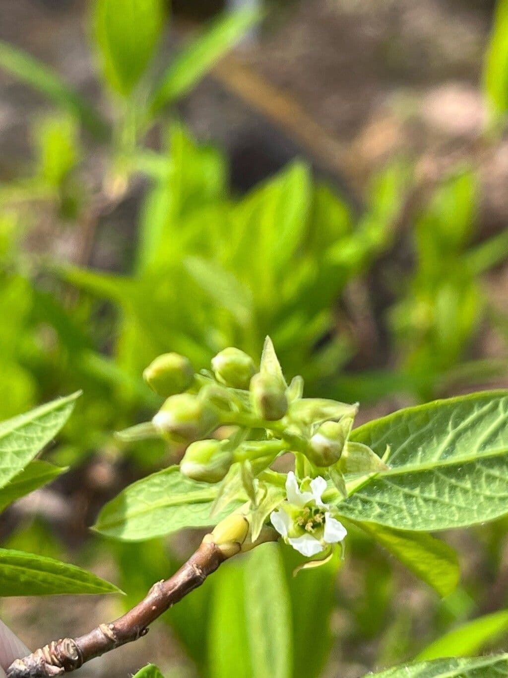Oemleria cerasiformis