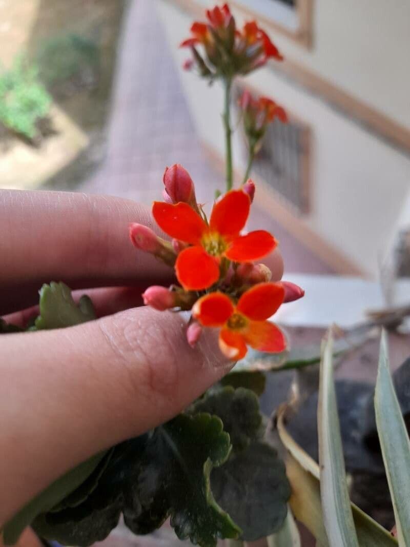 Kalanchoe crenata