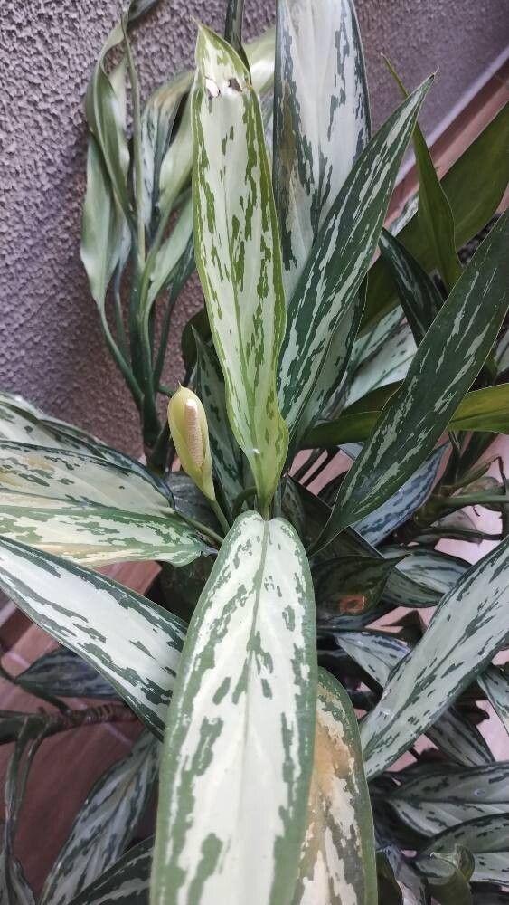 Aglaonema nitidum