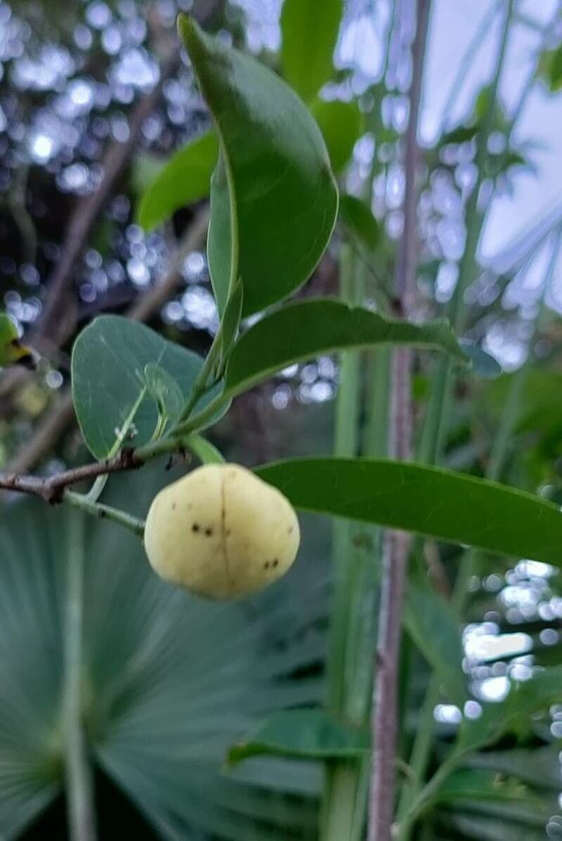 Annona glabra