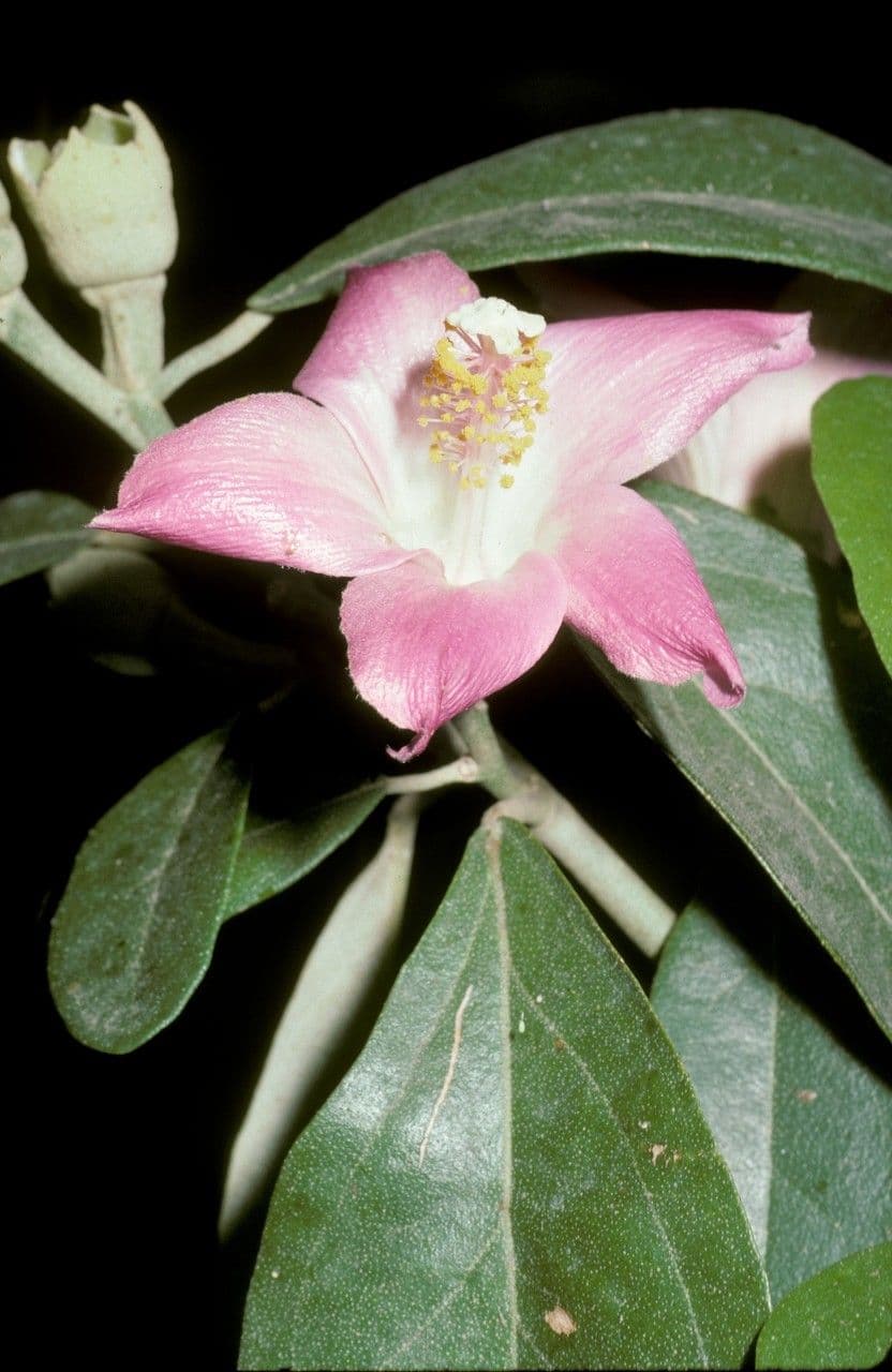 Lagunaria patersonia