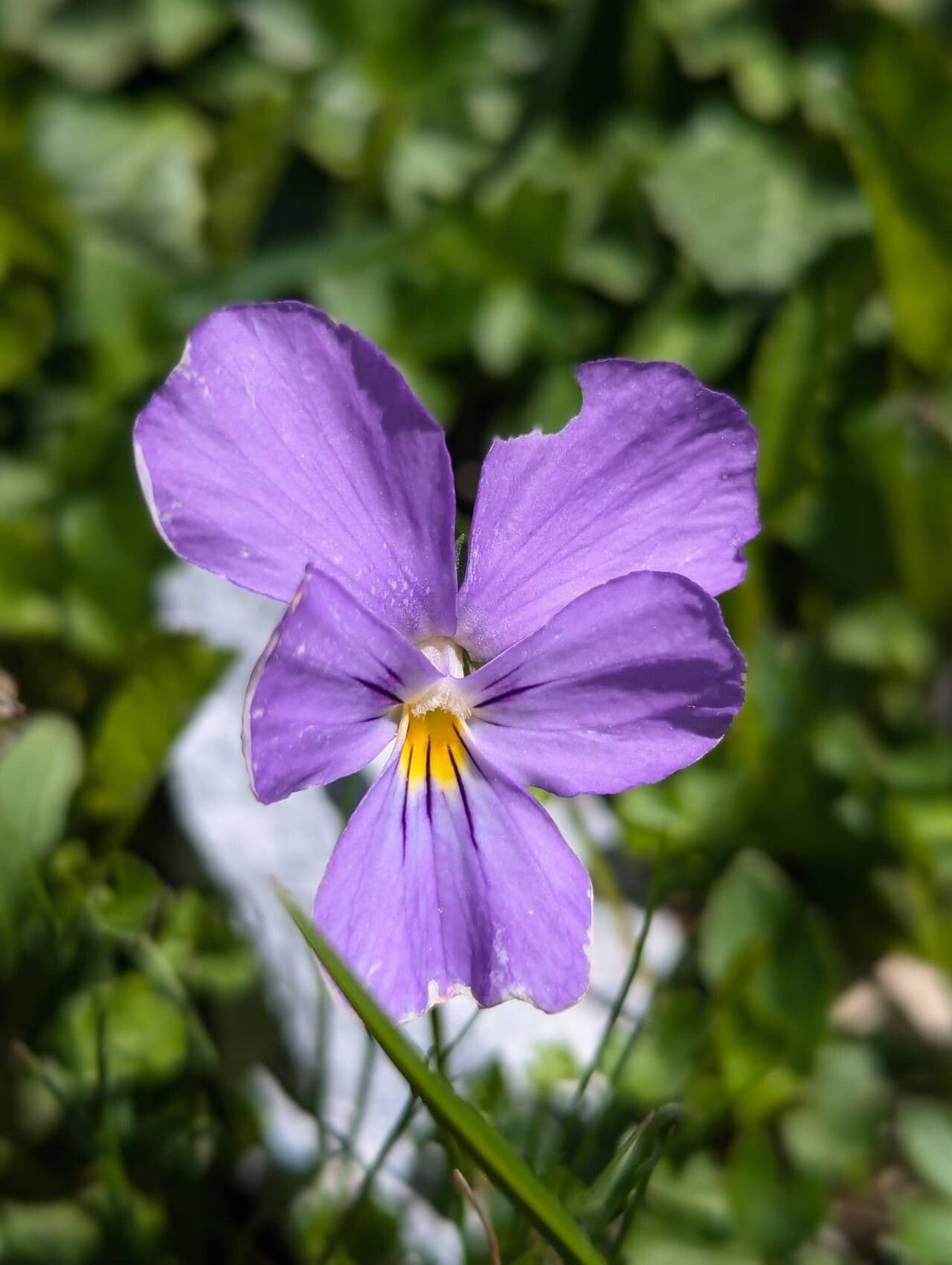 Viola calcarata