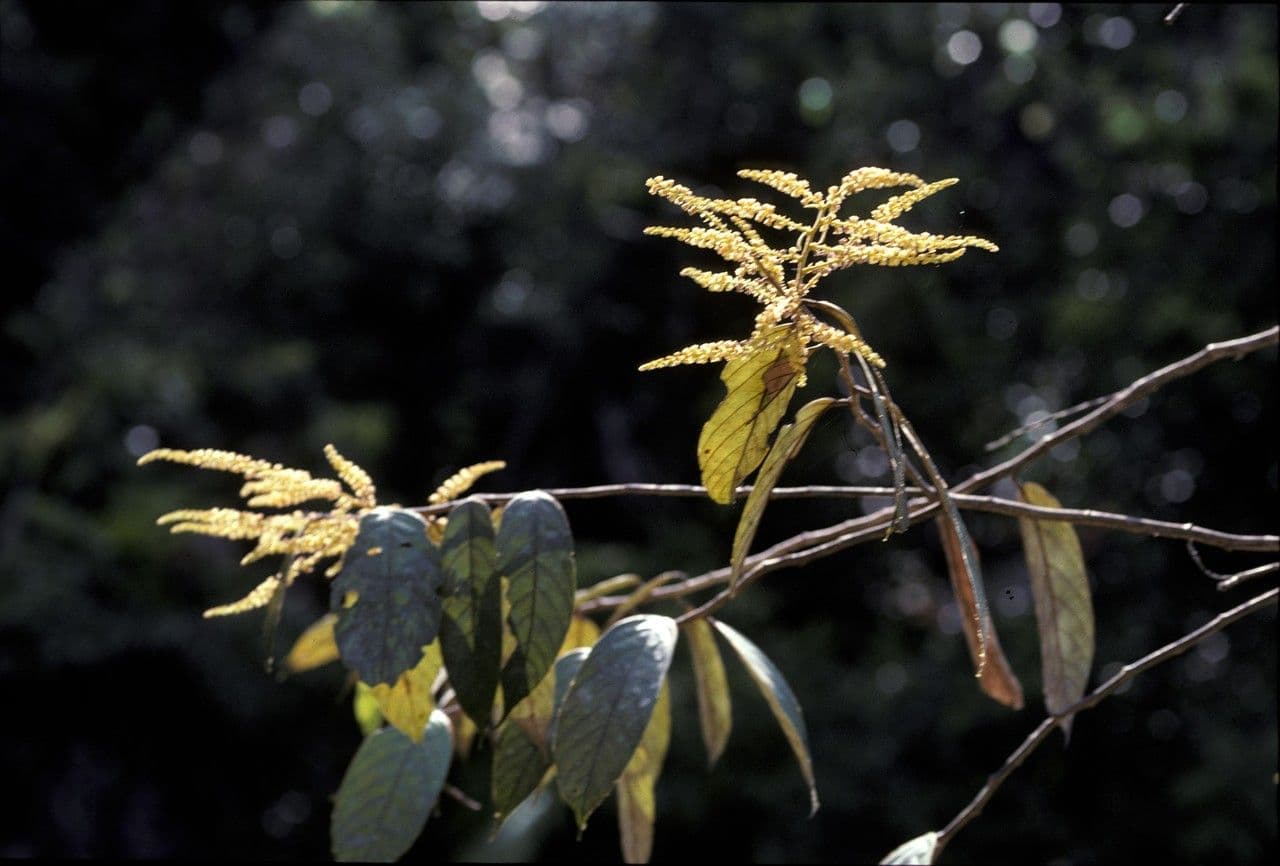 Licania alba