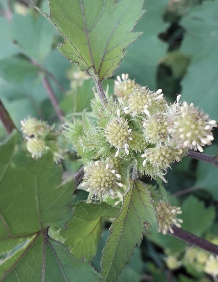 Xanthium strumarium