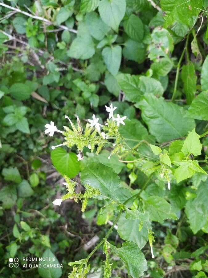 Plumbago zeylanica