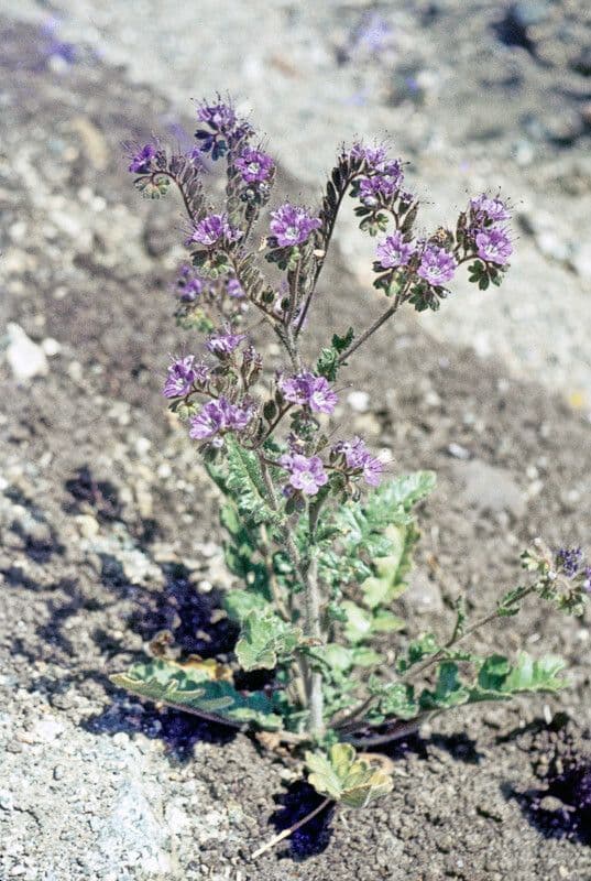 Phacelia crenulata