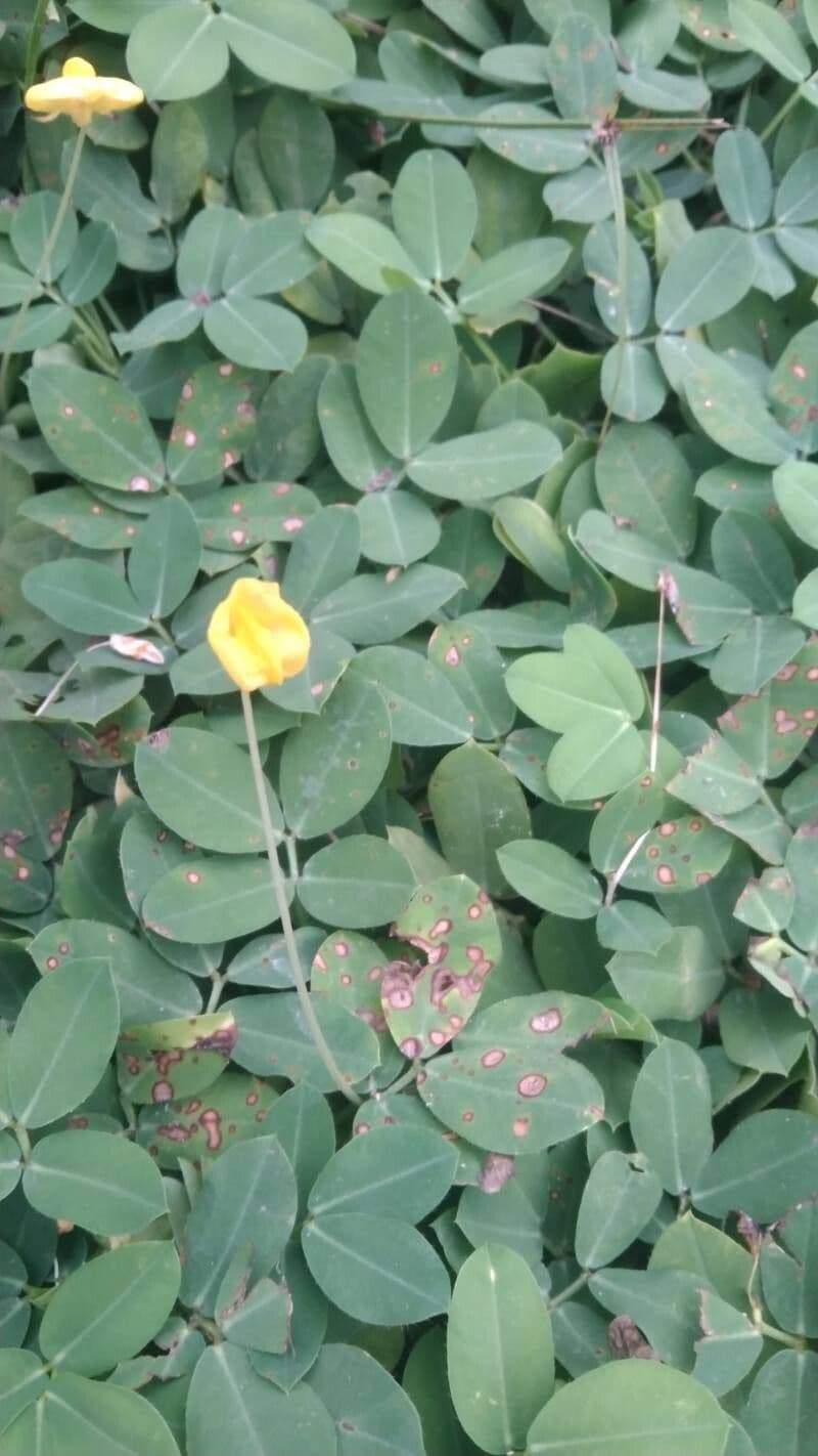 Arachis pintoi