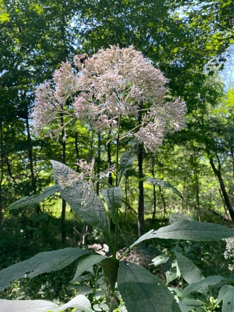 Eutrochium fistulosum