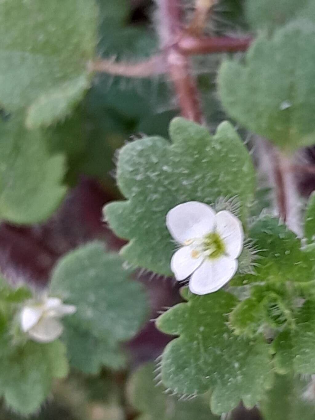 Veronica cymbalaria