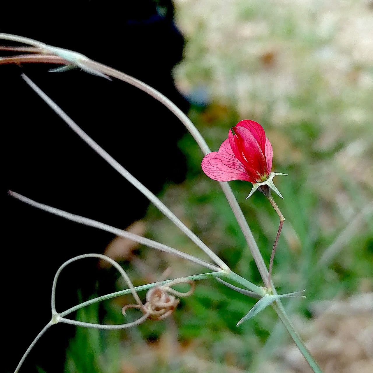 Lathyrus setifolius