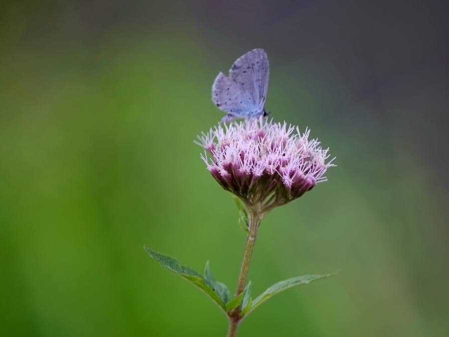 Eupatorium cannabinum