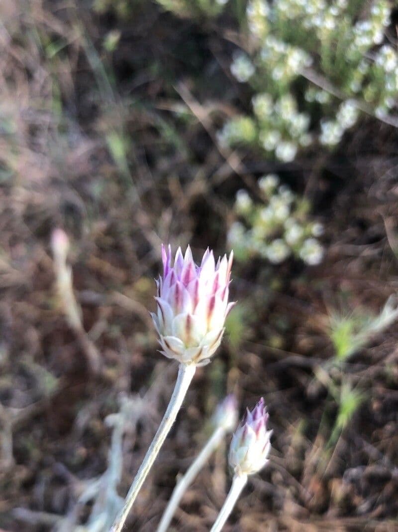 Xeranthemum inapertum