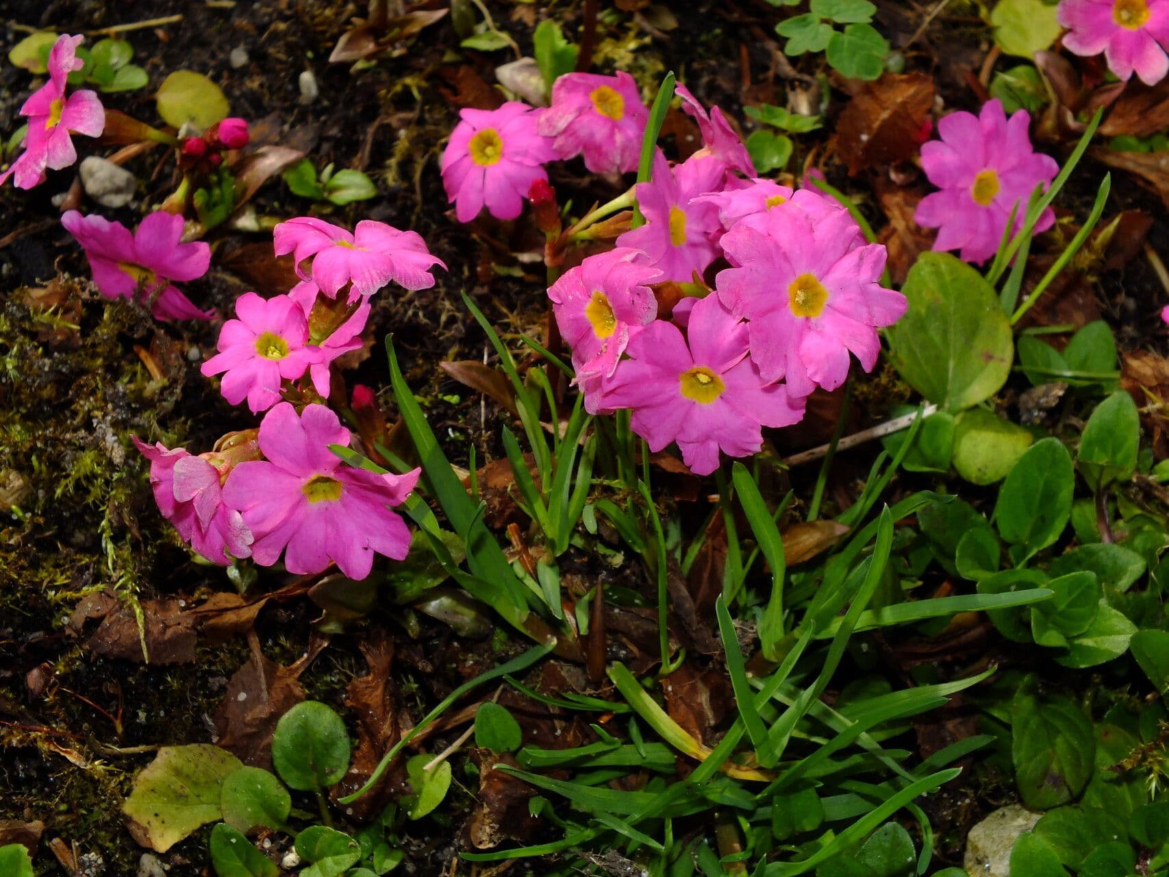 Primula rosea