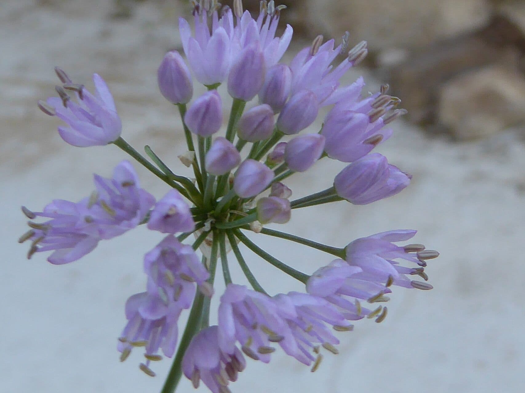 Allium senescens