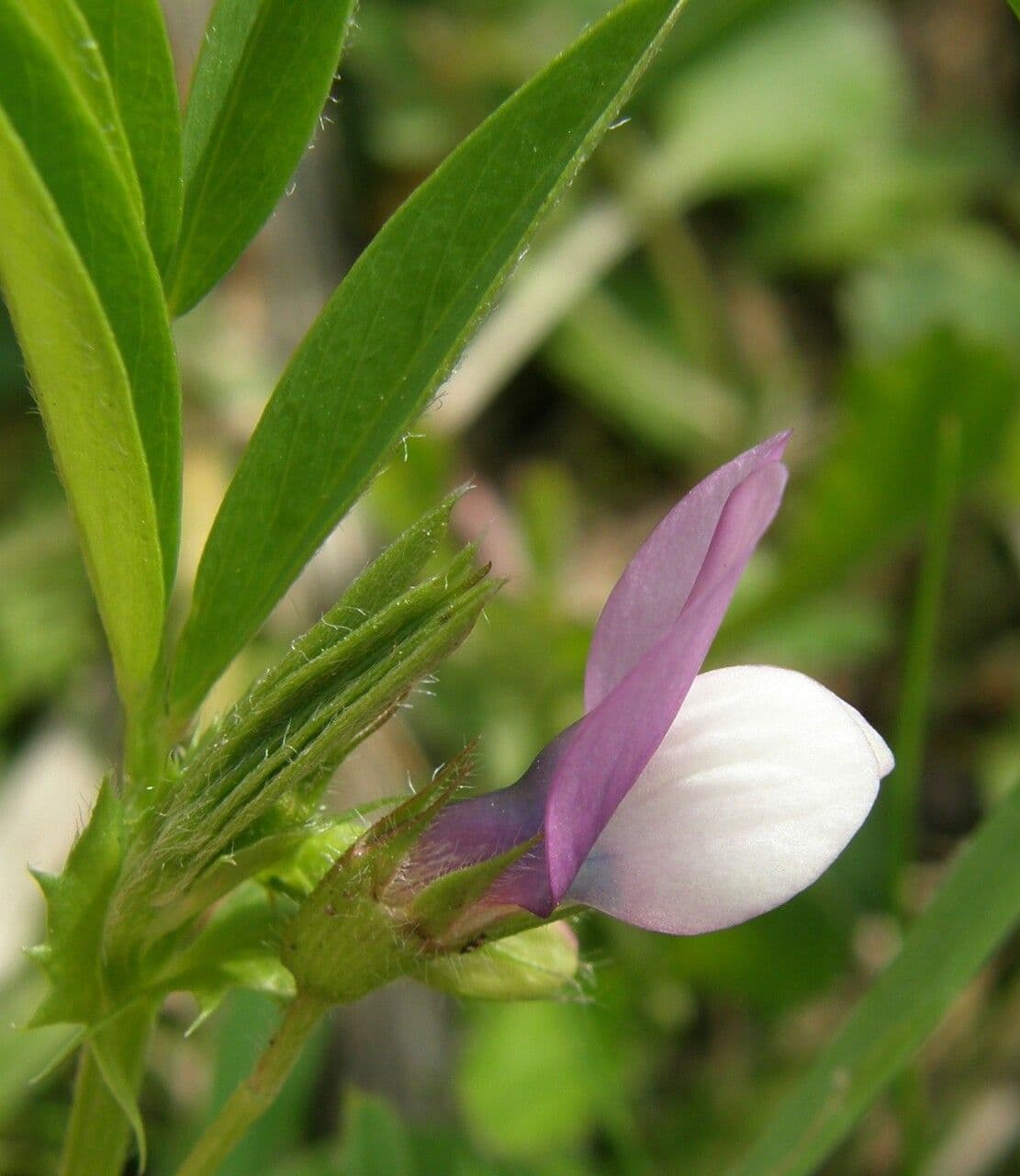 Vicia bithynica