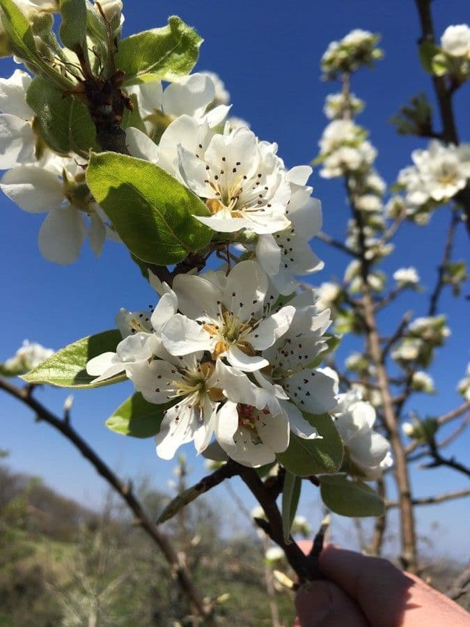 Pyrus communis