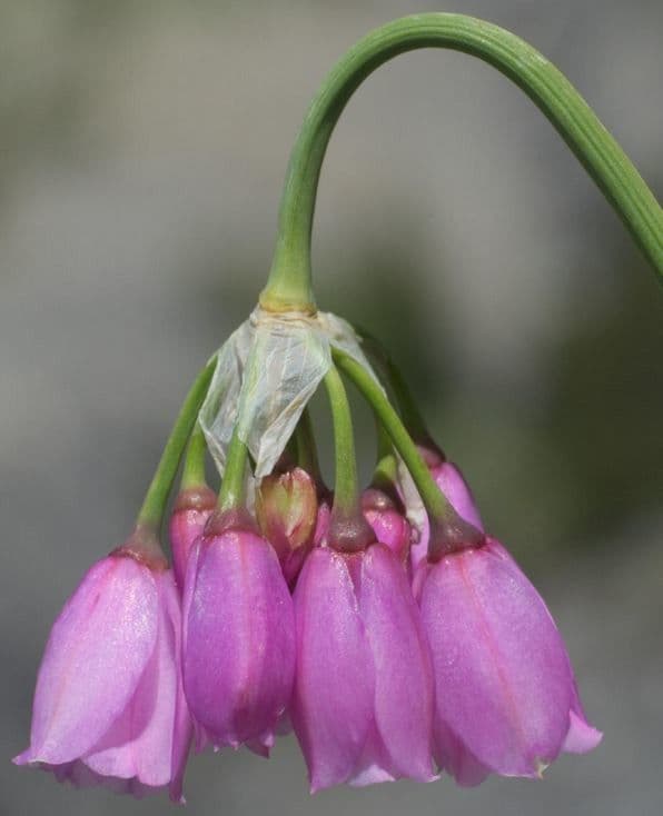 Allium narcissiflorum