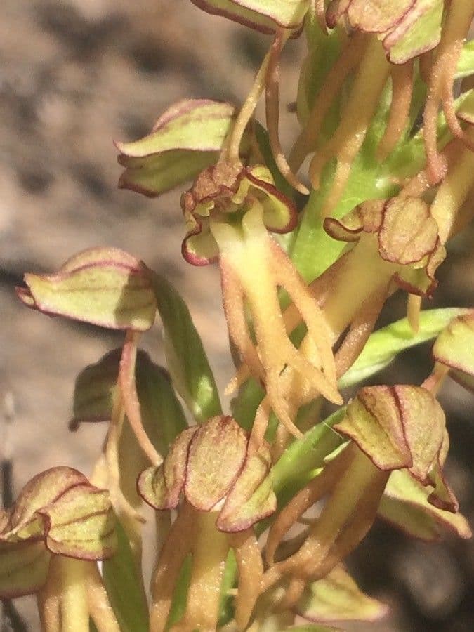 Orchis anthropophora