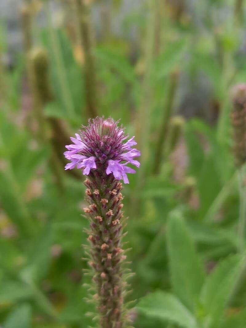 Verbena lasiostachys