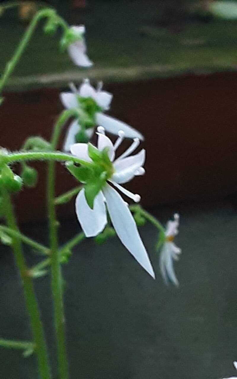 Saxifraga stolonifera