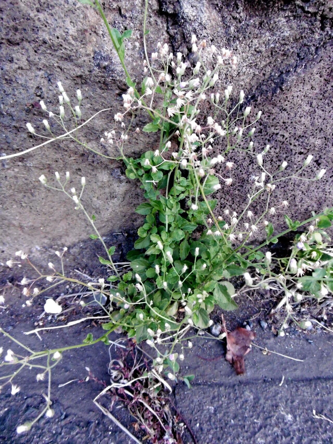 Cyanthillium cinereum