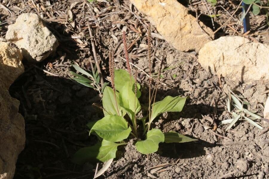 Plantago major