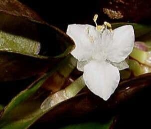 Tradescantia spathacea