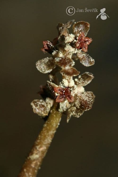 Potamogeton crispus