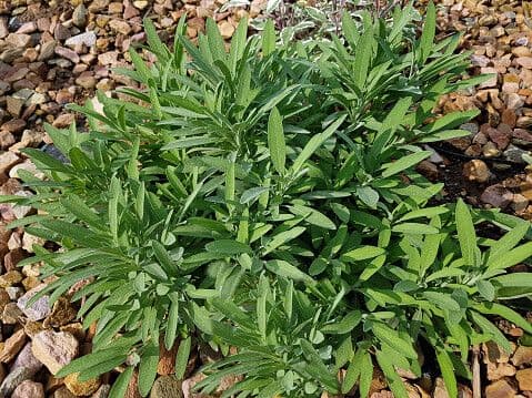 Salvia lavandulacea