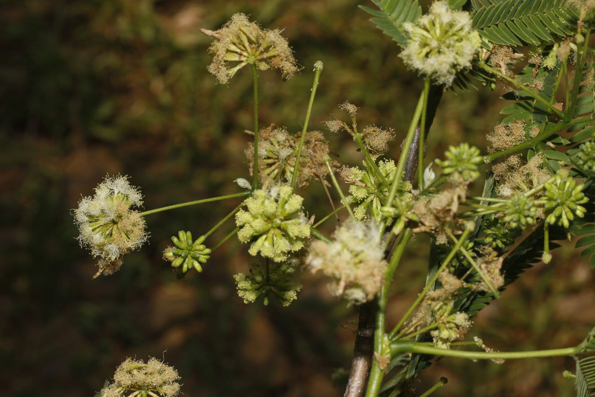 How To Grow Enterolobium cyclocarpum | EarthOne