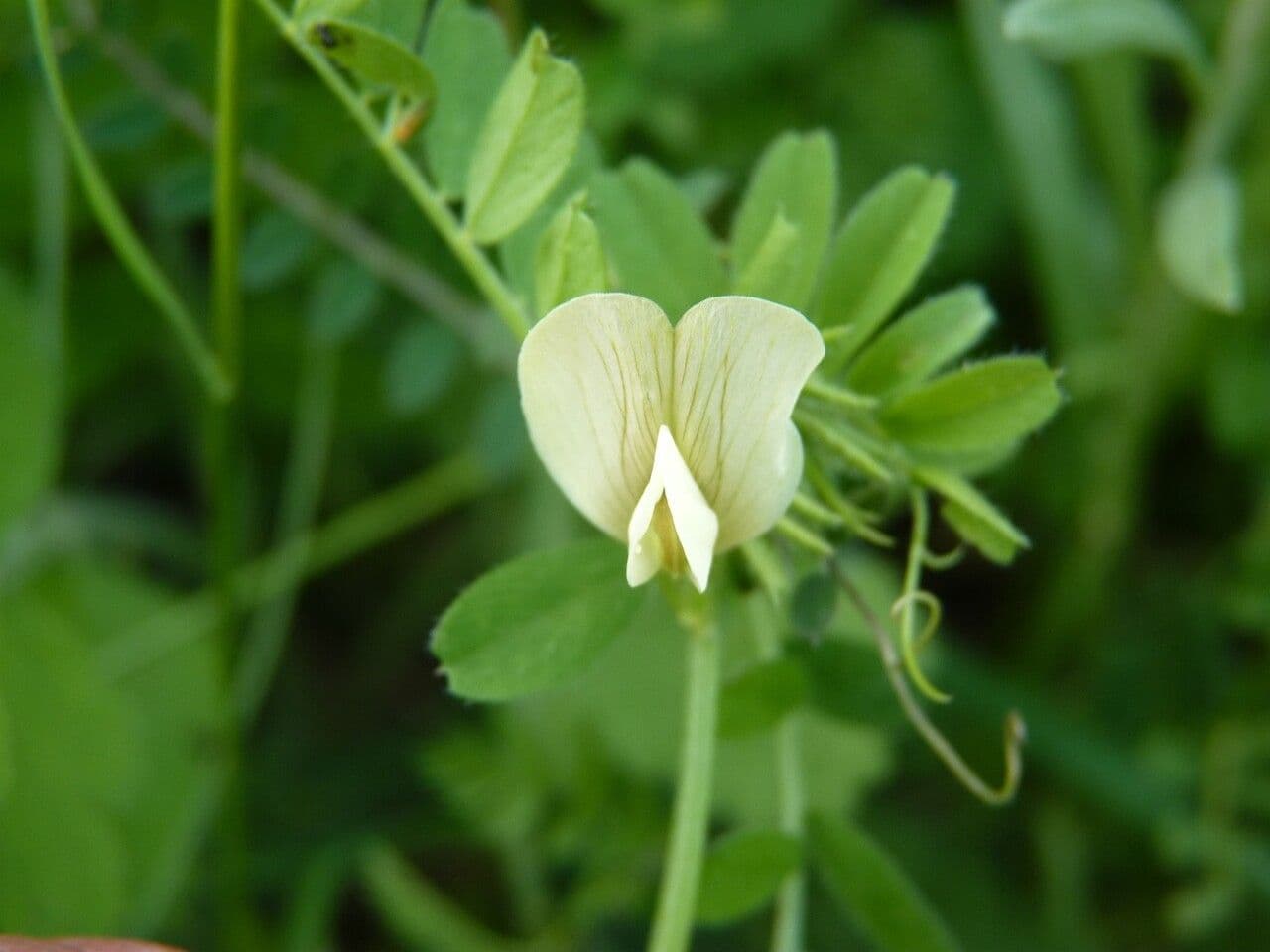 Vicia lutea