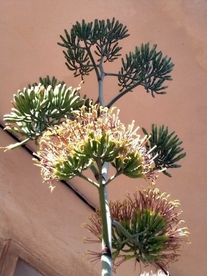 Agave sisalana